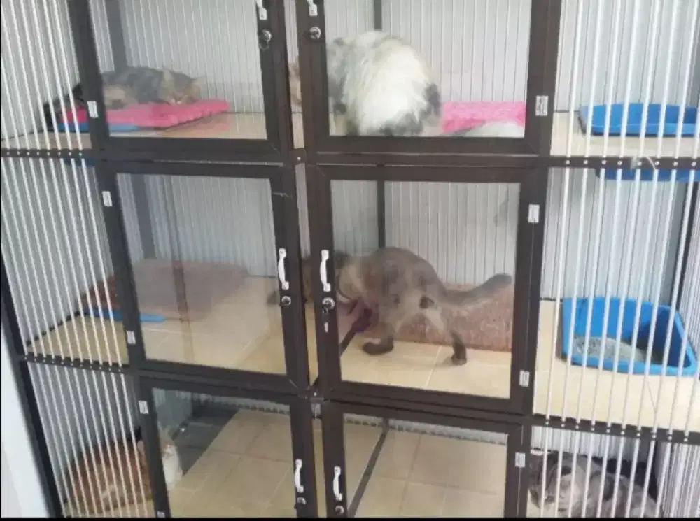 Penitipan kucing murah jakarta