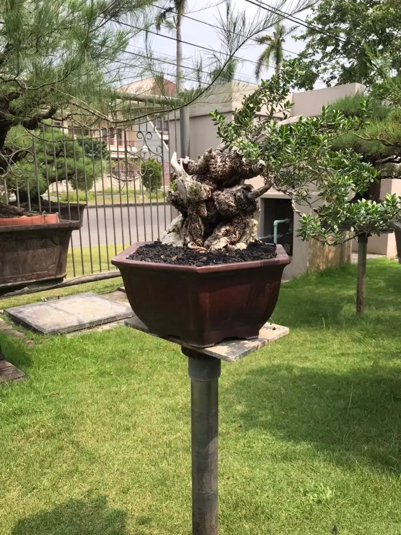 Bonsai Santigi on rock