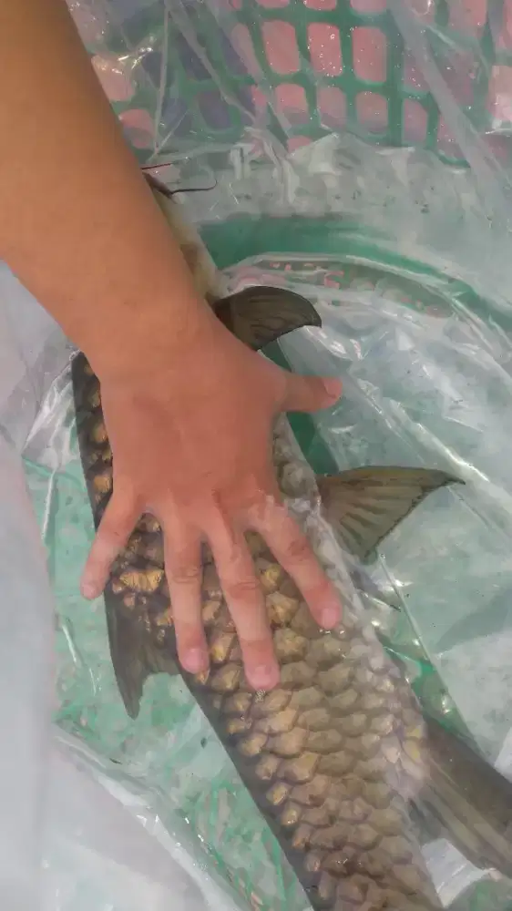 Ikan jurung/ihan batak/mahseer/ikan dewa