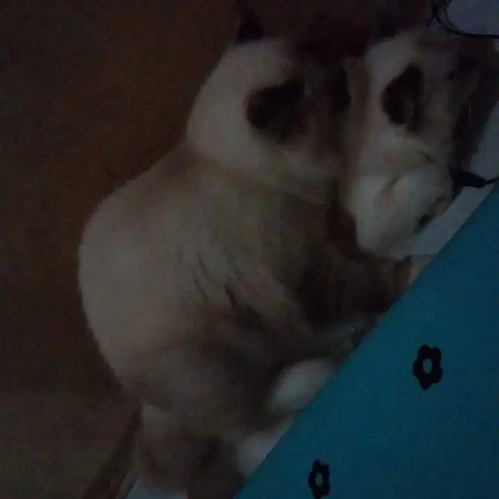 Pacak Himalaya Bigbon