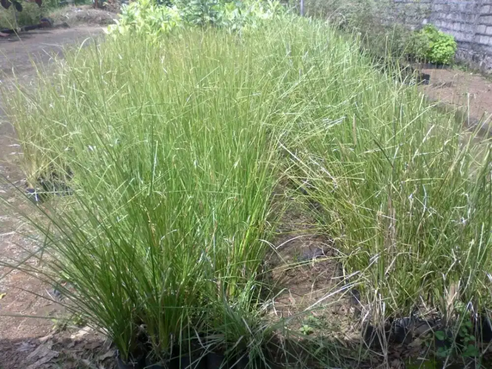 Rumput Vetiver - Akar Wangi - Penahan Erosi - Min 200 kg