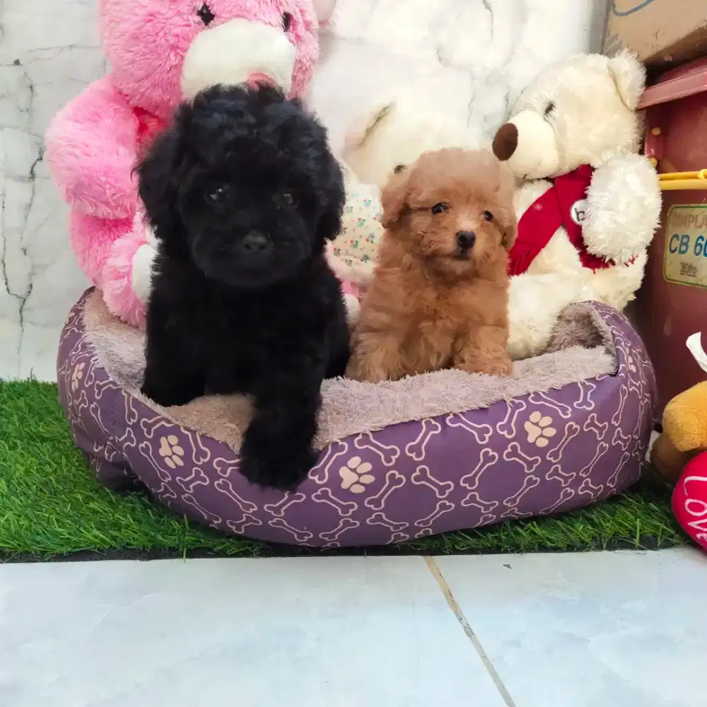 Jual teacup poodle sale