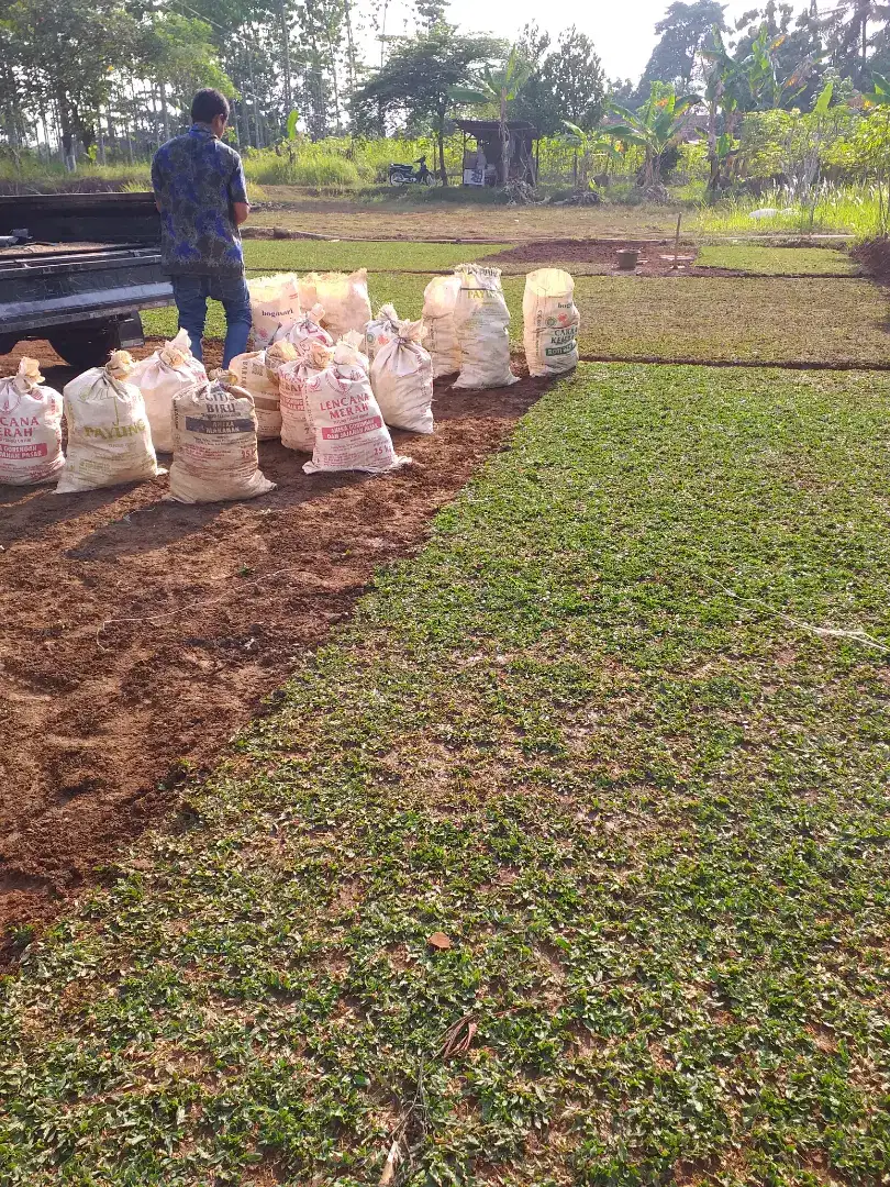 Distributor Petani rumput gajah mini rumput taman