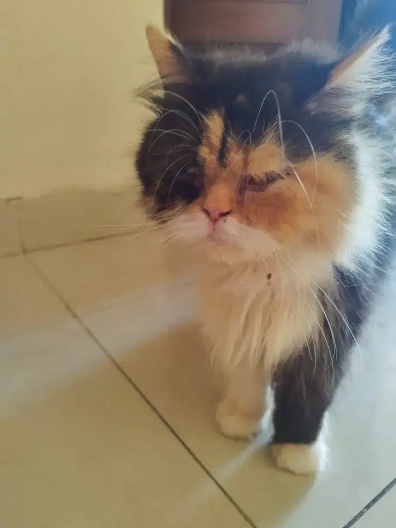 PERSIA PEAKNOSE Calico Bulu Kapas Lebat Sehat Gemoy  Lucu Gemesin