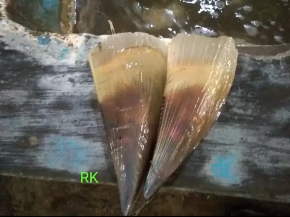 Kerang kapak fresh dari laut