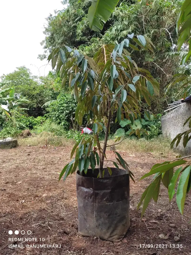 Menjual bibit durian musang king