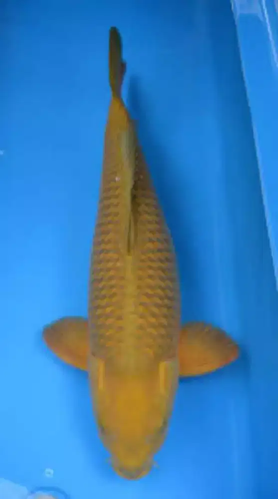 Ikan koi Blitar chagoy