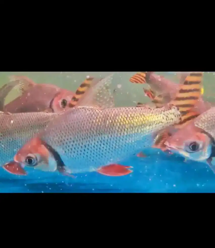 Ikan red feifeng rff tankmate arowana
