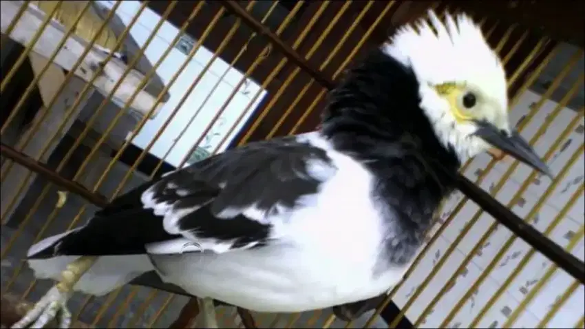 Burung jalak hongkong rawatan bahan