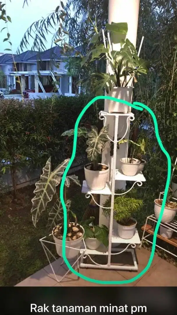 Jual bu rak tanaman hias putih