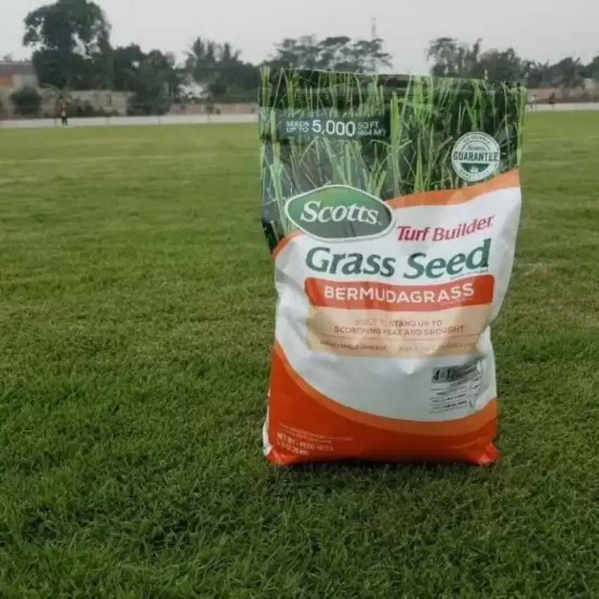 Suplyer Rumput Bermuda grass dan zoysia matrella