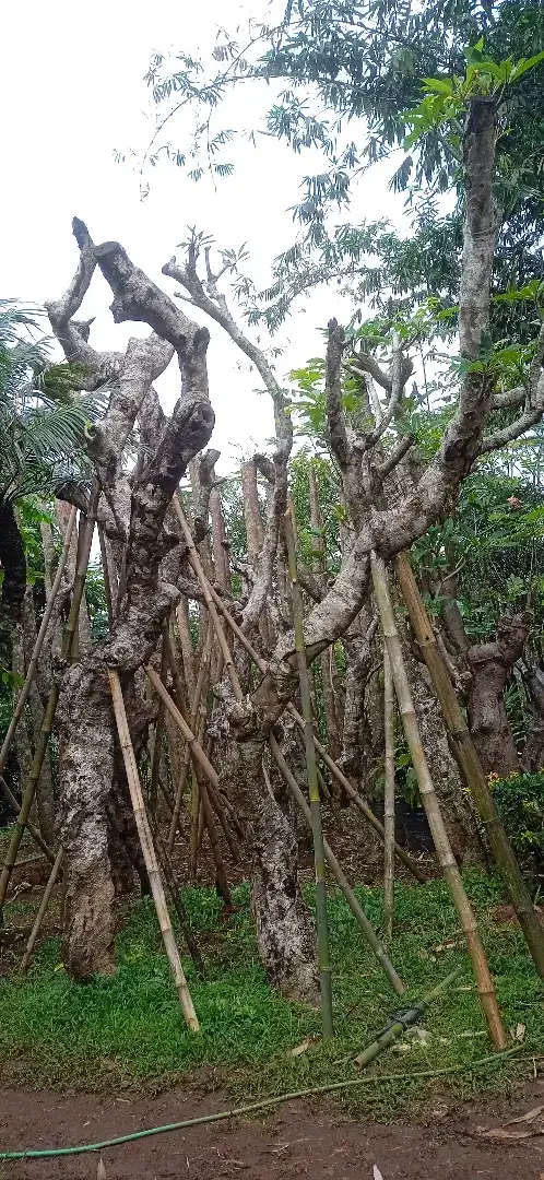 JUAL POHON KAMBOJA FOSIL MURAH