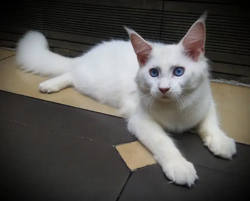 Kucing Maine Coon White CAT MAINECOON