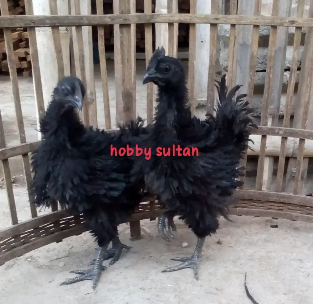 Ayam cemani walik langka sepasang dewasa istimewa