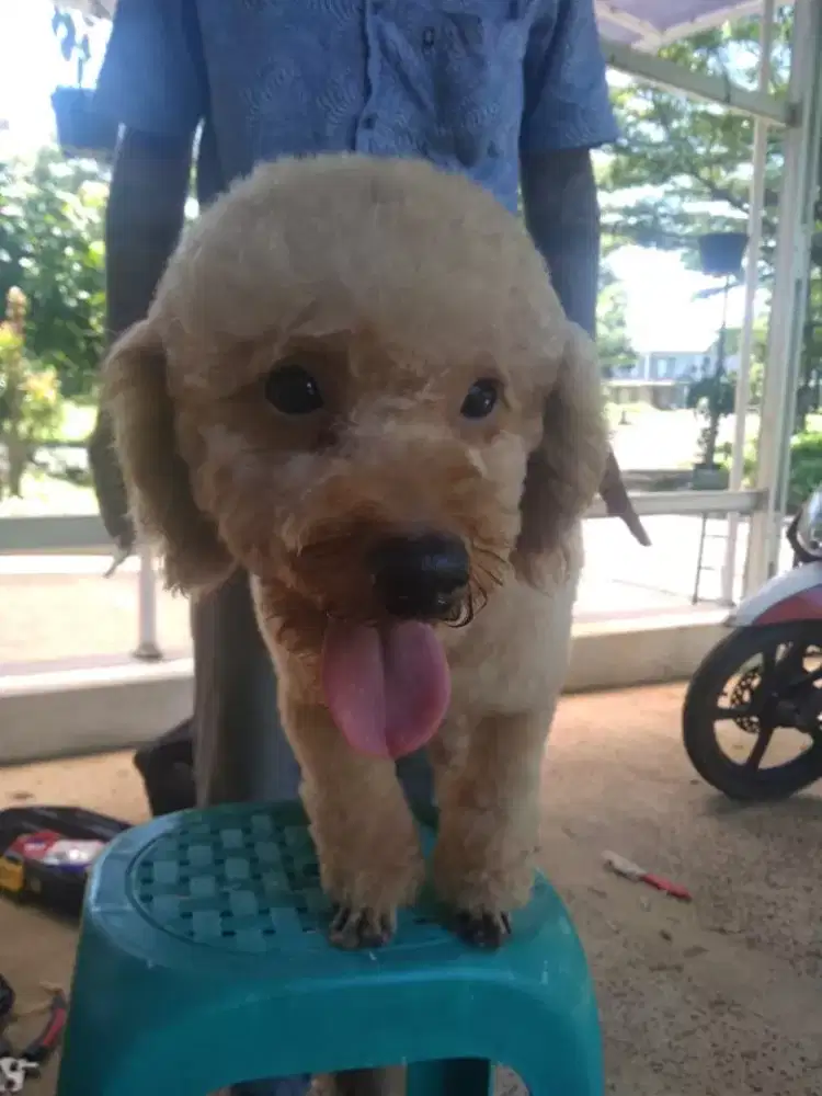 Termurah jasa grooming anjing kucing panggilan cukur bulu mandi rumah