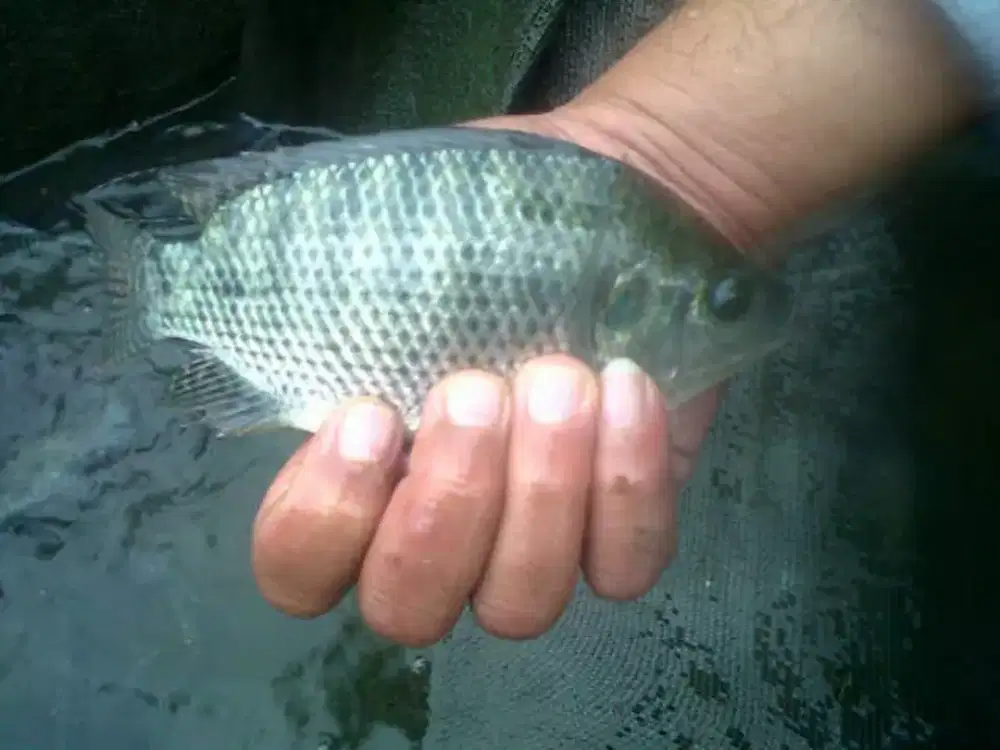 Indukan Nila Nirwana 4 Kualitas Unggul