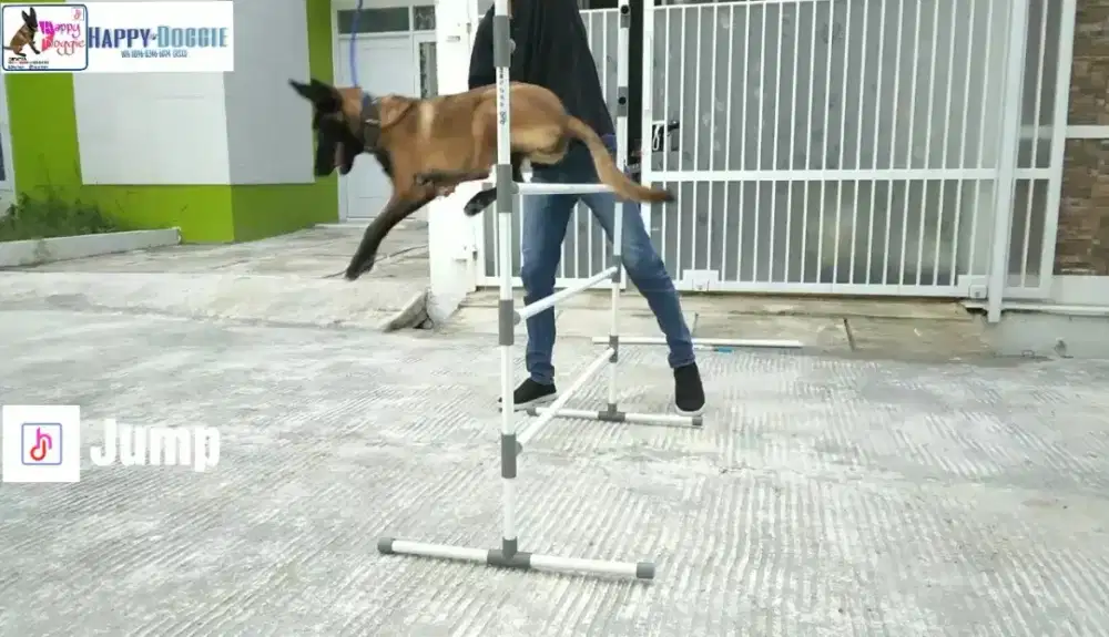 Penitipan Anjing & Pelatihan Anjing.