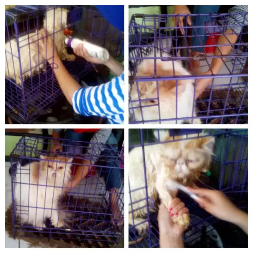 PET SHOP FELIX Grooming KUCING PURWOREJO.