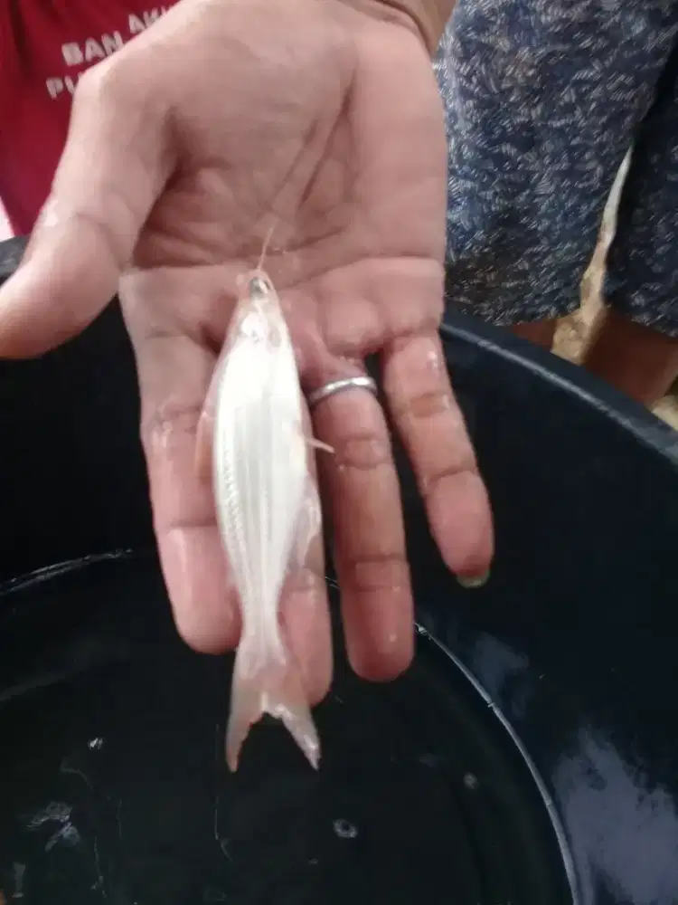 Amanah Olshope bibit ikan patin albino berkwalitas