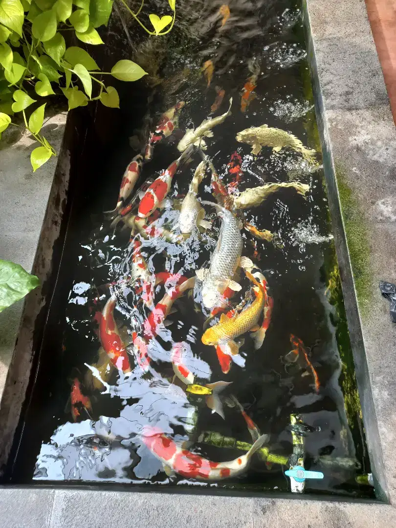 Koi blitar jumbo