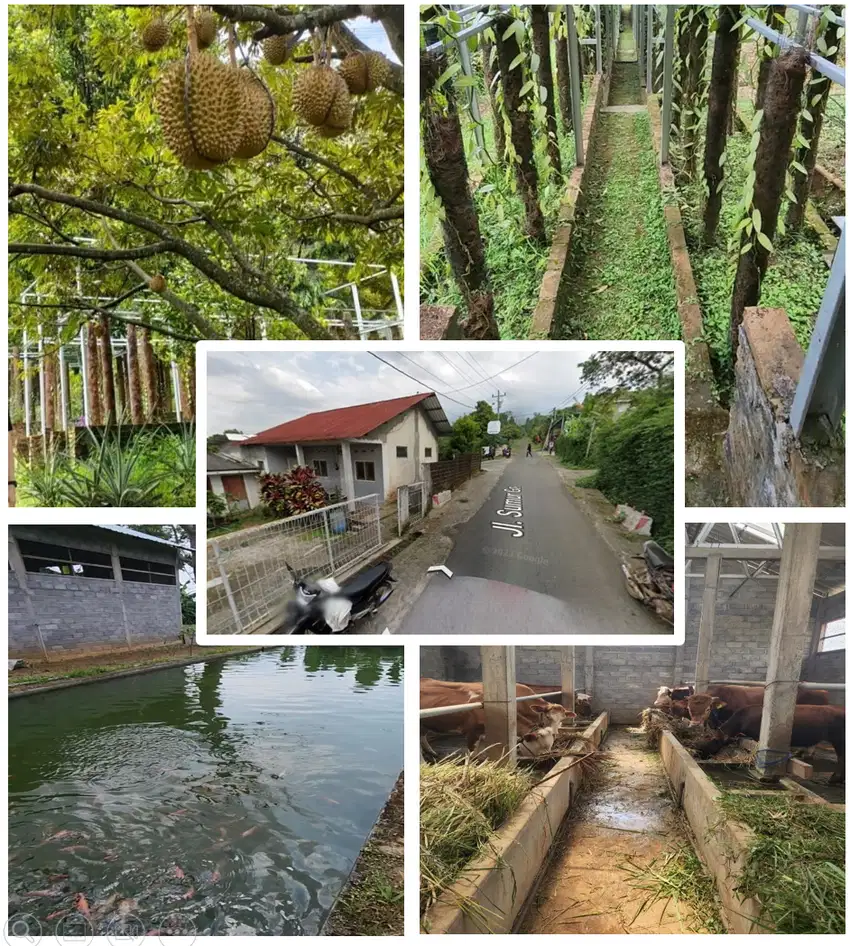 HARUS CEPAT LAKU TANAH PERKEBUNAN / PETERNAKAN