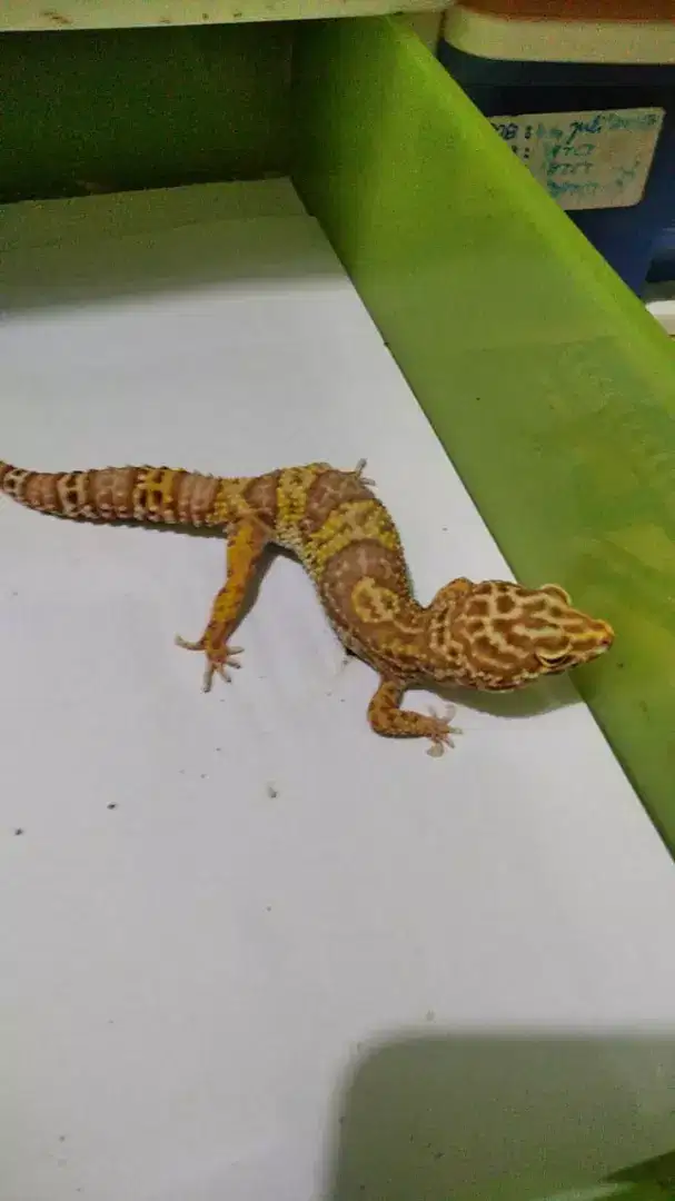 Jual borongan dan satuan leopard gecko indukan kadal gurun 24 ekor