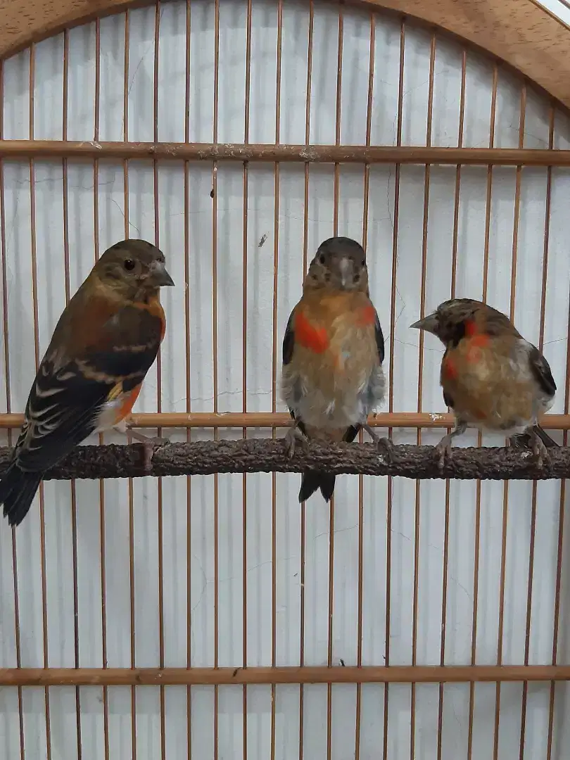 Red siskin clasik kaki kuku hitam