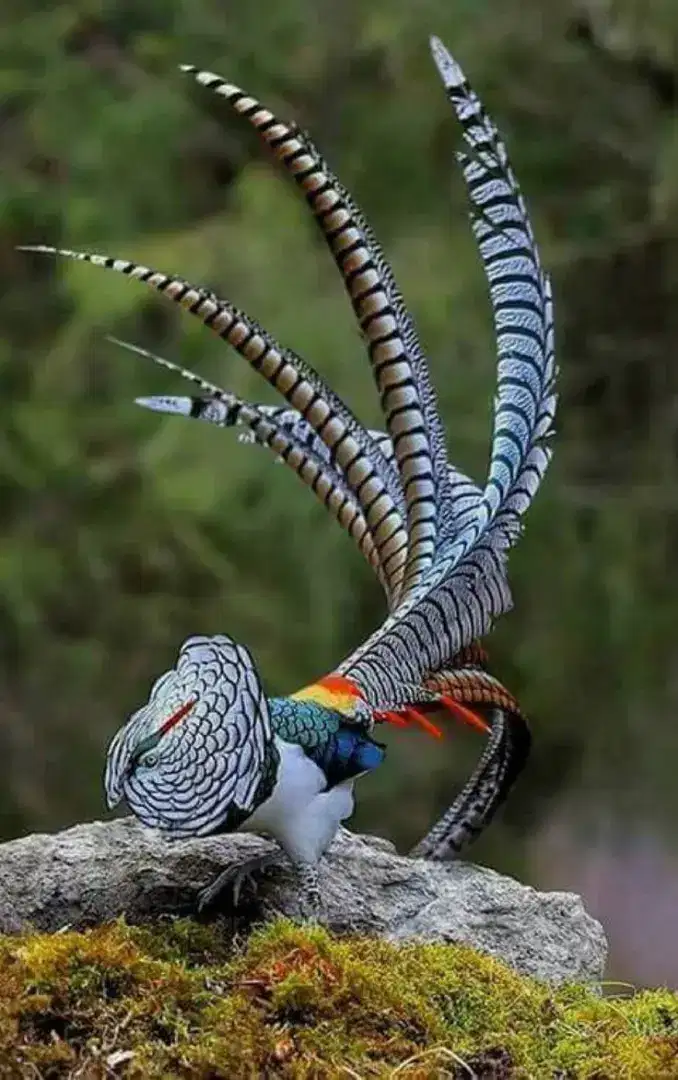 Ayam Lady Amherst Pheasant Dewasa Indukan