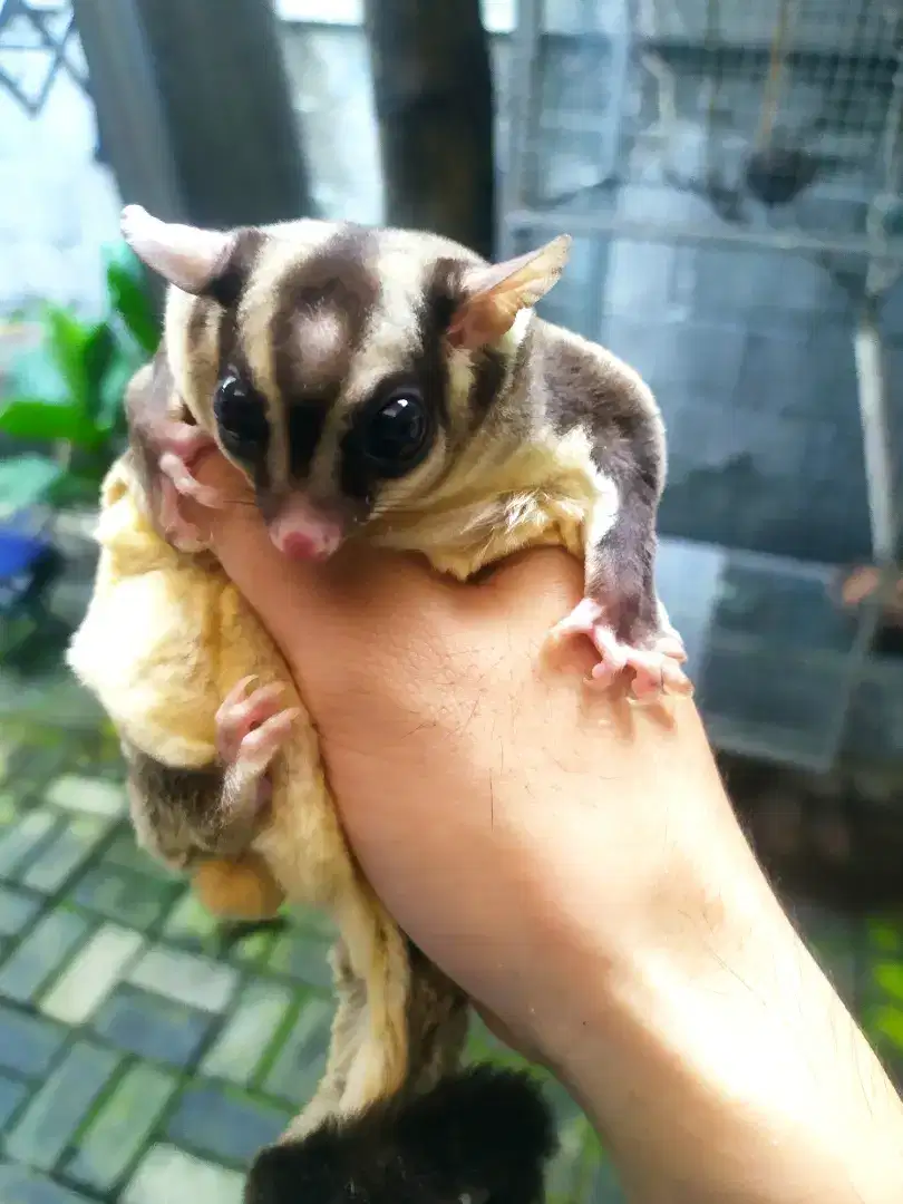 Paket Sugar Glider 1 Kandang (COD Jabodetabek)