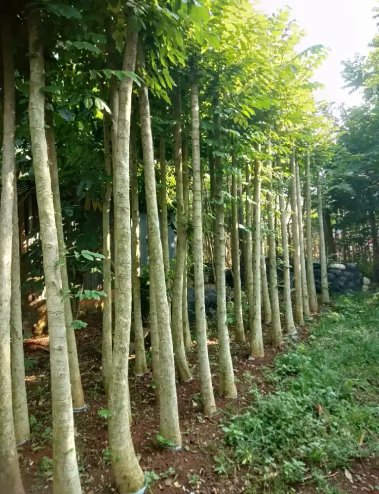 Pohon sepatudea tinggi 4-5 meter