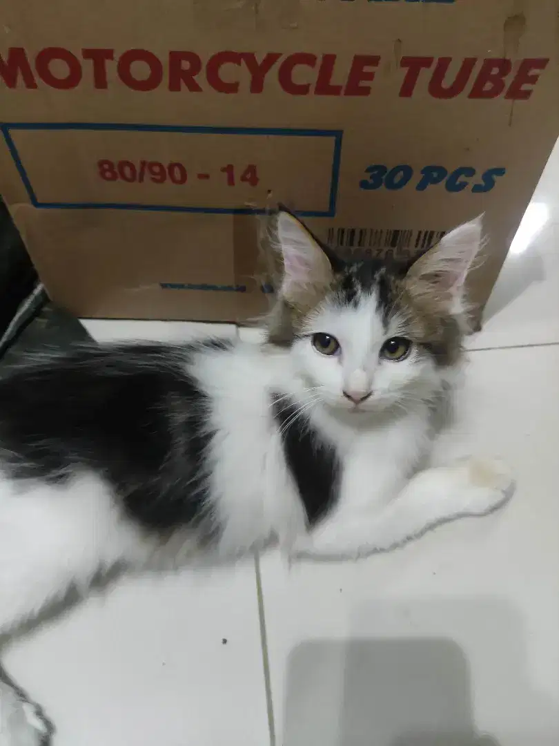 Kucing persia kitten 5 bulan LuCu Lincah