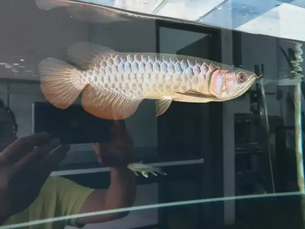 Arwana / Arowana Crossback Blue Base Malaysia