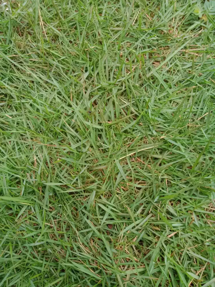 Rumput peking jepang