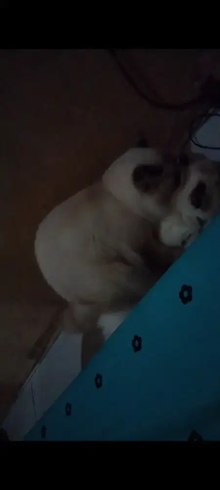 Jasa Pacak atau Kawin