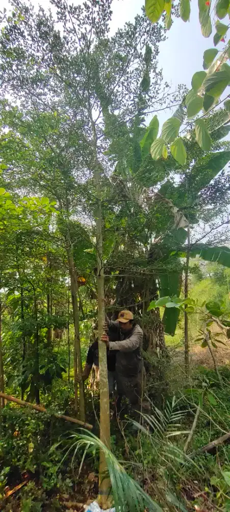 Jual pohon Ketapang mini