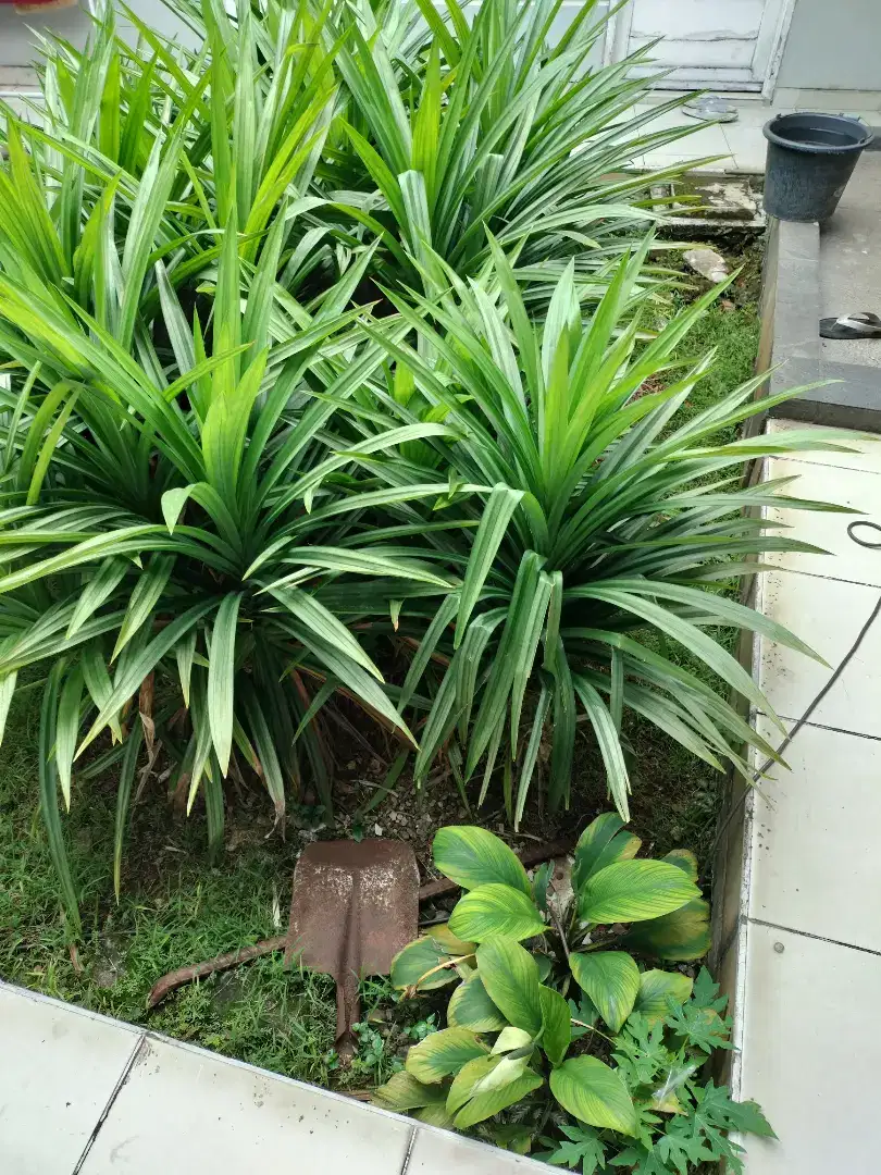 Pohon pandan untuk ditanam / campuran makanan
