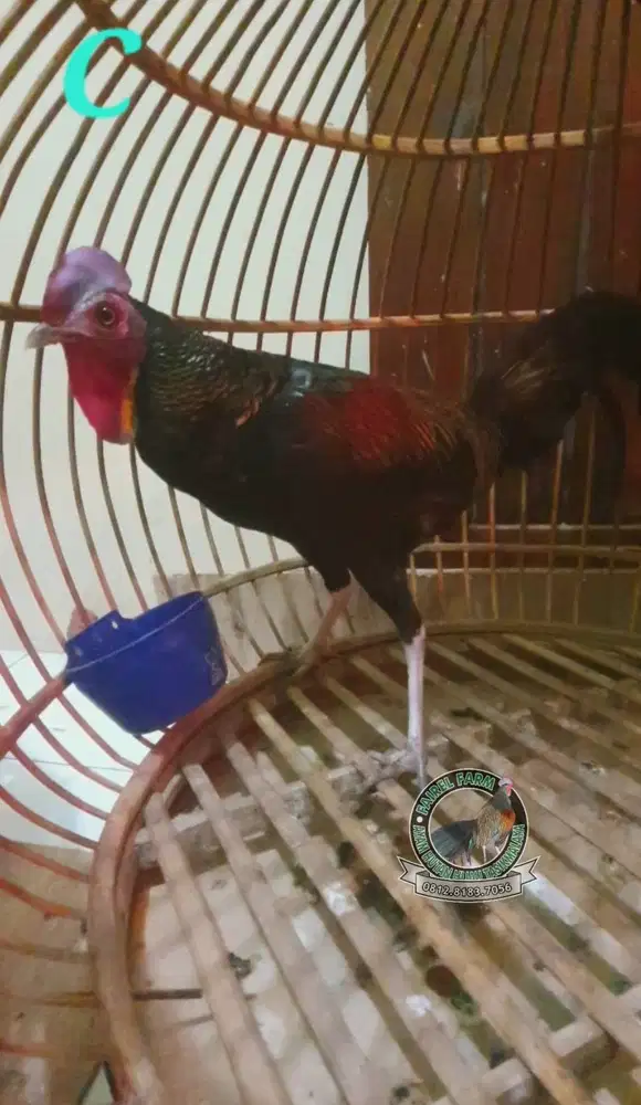 Jual ayam hutan hijau ayam hutan hijau jinak