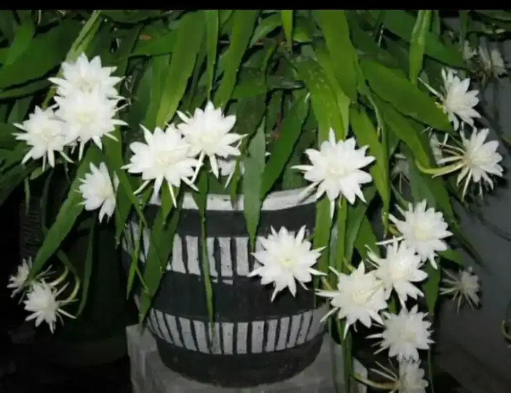 Nego Bibit Wijaya Kusuma Putih