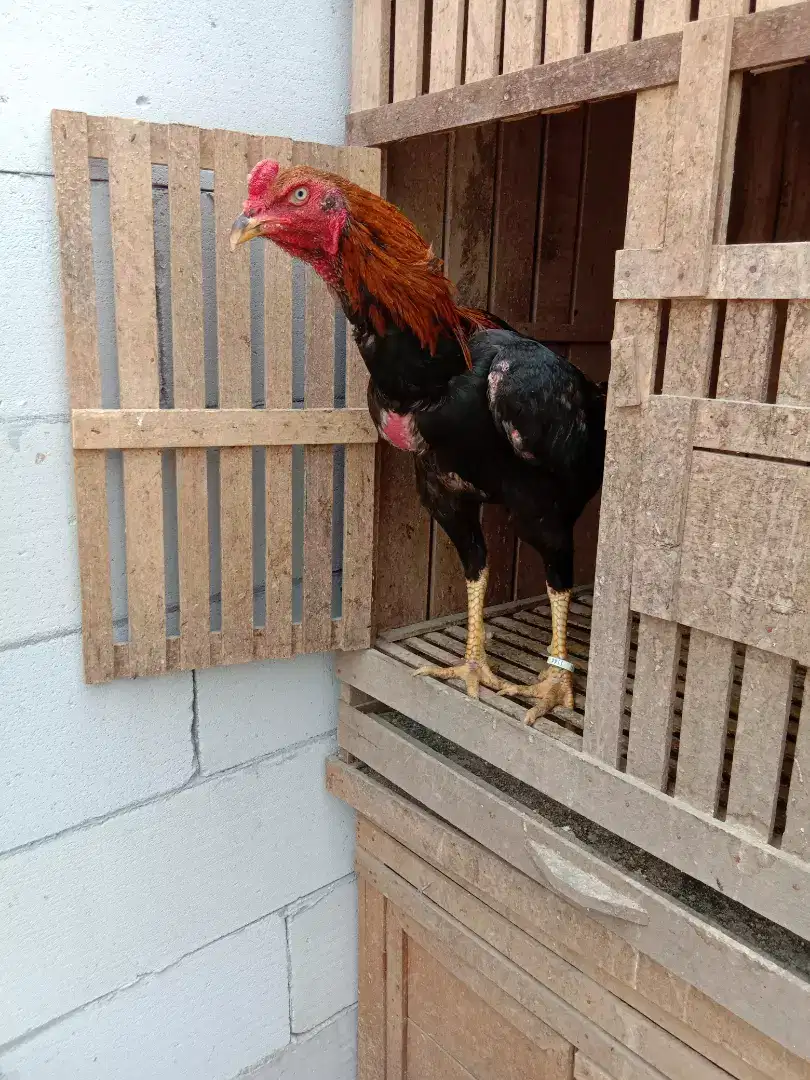 Dijual Sepasang Ayam Shamo Jepang (pure/murni)