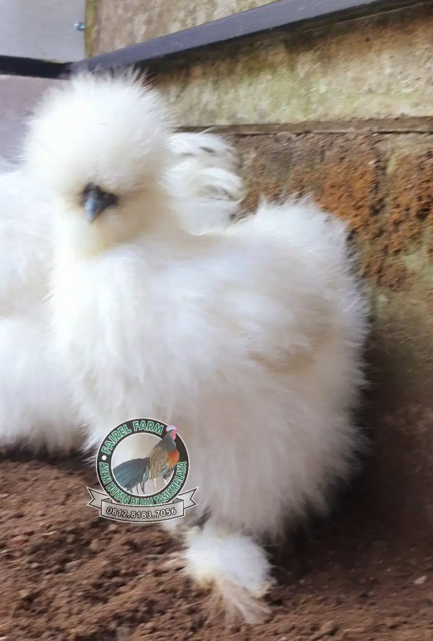 Jual ayam american silkie sepasang ayam hias american silkie