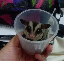 Olx sales sugar glider