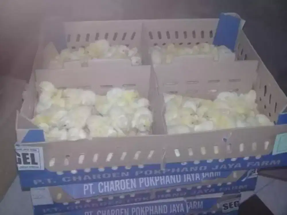 Dijual DOC Ayam Potong/broiler