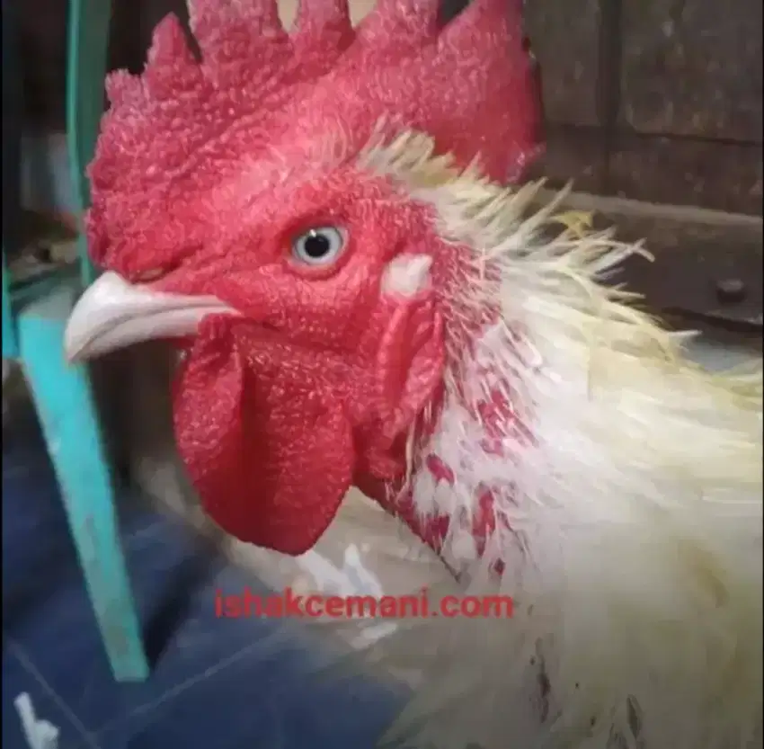 Ayam Walik Putih Tembus Serba Putih !!! Wajib Baca Diskripsi
