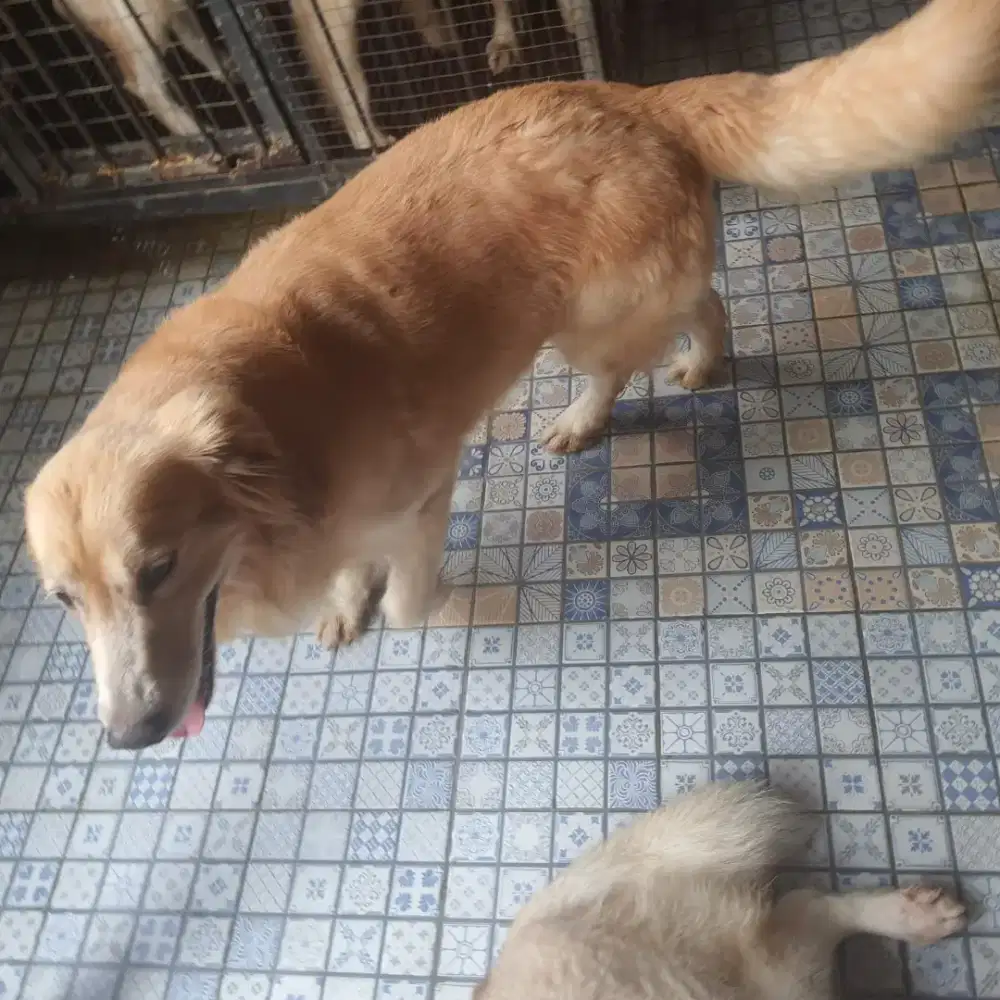 Golden retriever hot sale big bone