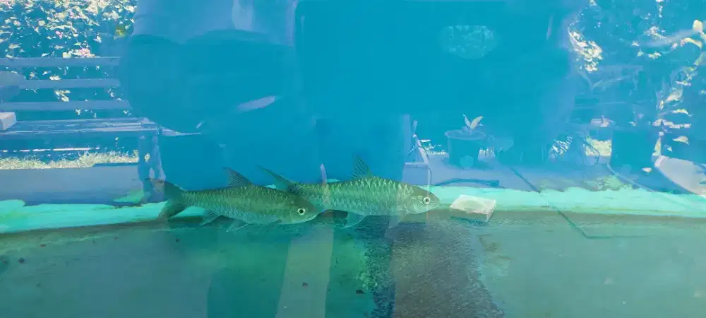 Blue Mahseer (Neolissochilus stracheyi) real import Thailand size 22cm