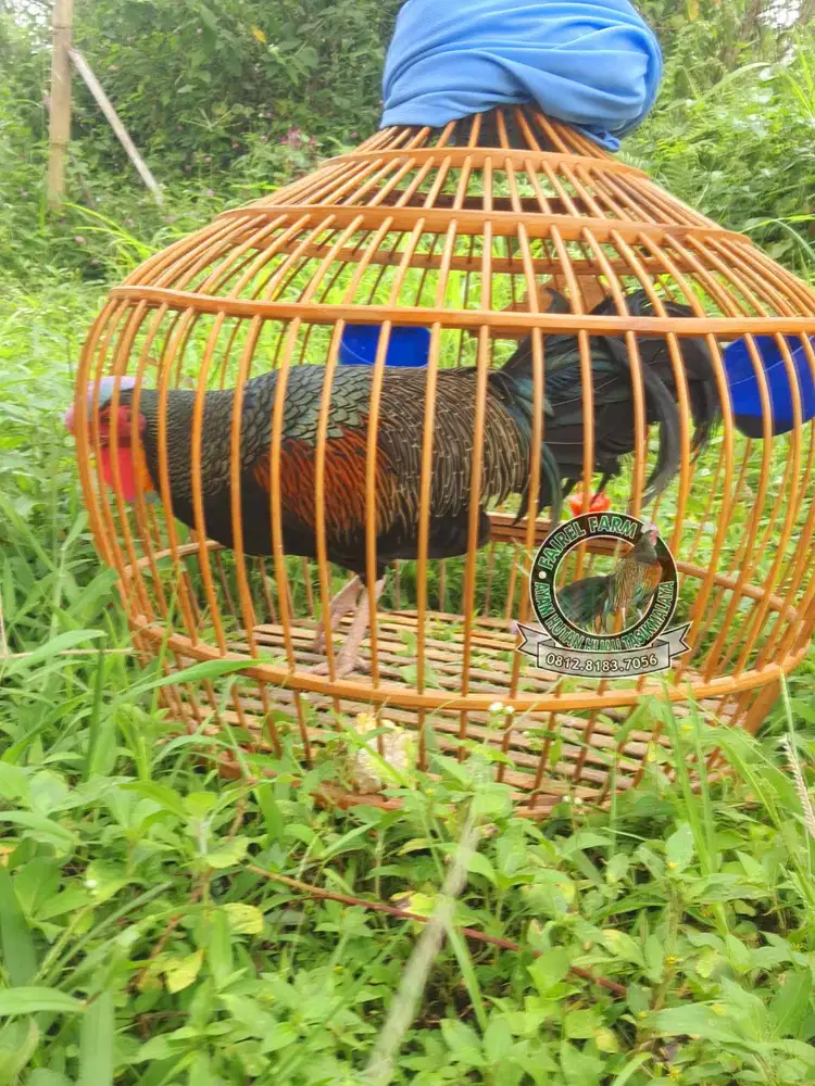 Jual ayam hutan hijau jinak ayam hutan hijau
