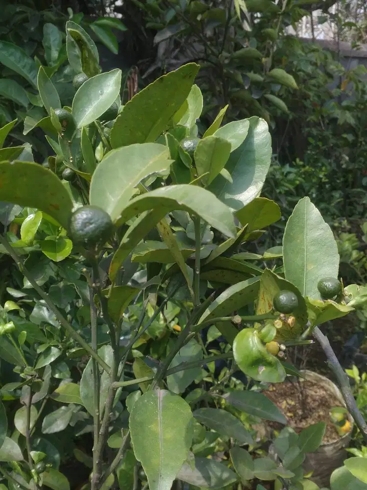 Grosir aneka bibit buah sudah siap berbuah