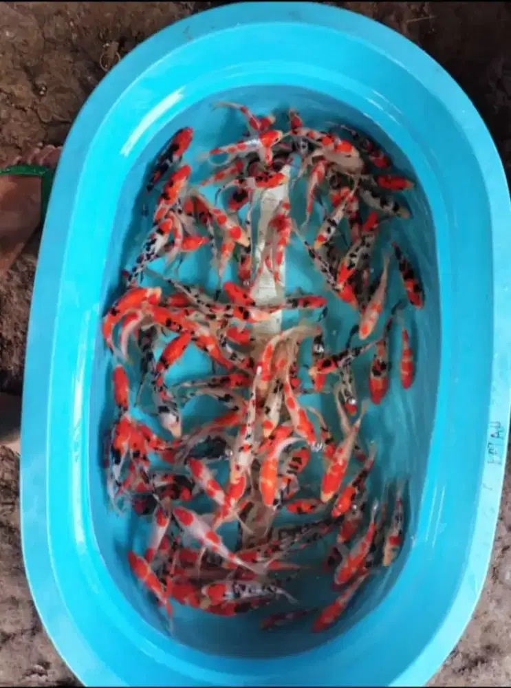 PAKETAN KOI SIZE 15CM ISI 20EKOR