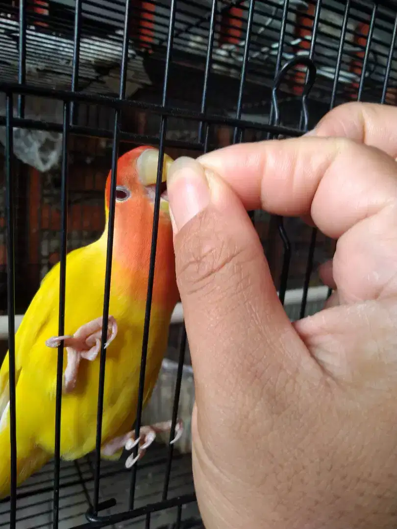 Lovebird NK Non Klep Lutino