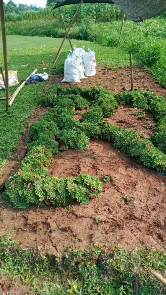 Jual rumput gajah mini